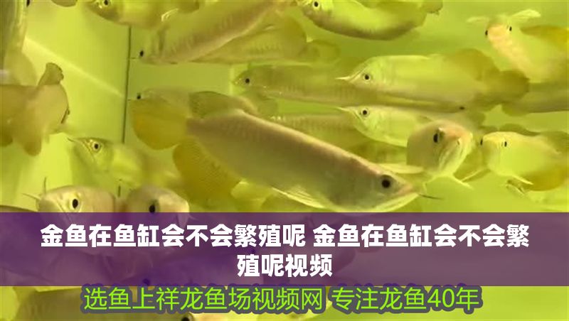 金魚在魚缸會不會繁殖呢 金魚在魚缸會不會繁殖呢視頻