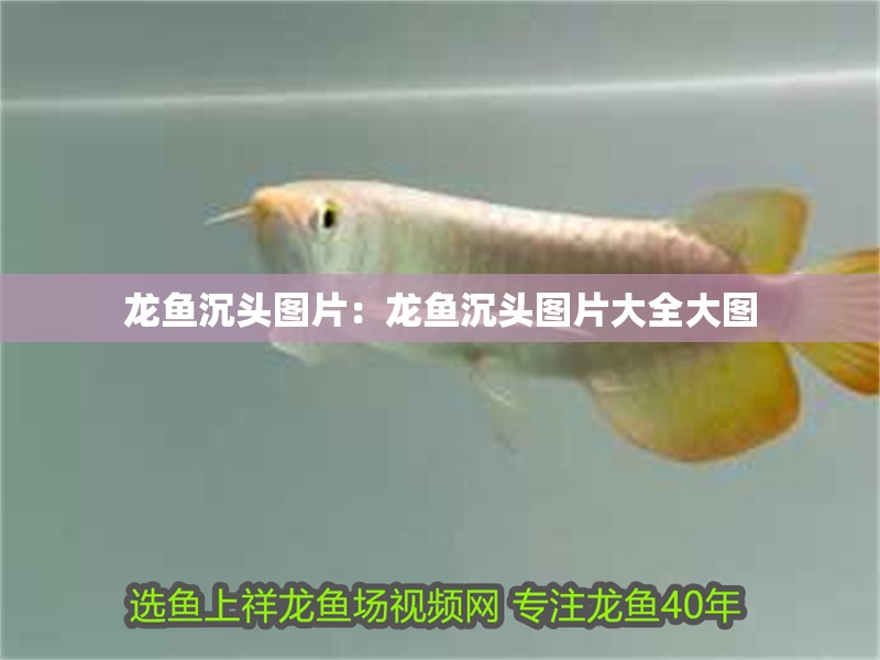 龍魚沉頭圖片：龍魚沉頭圖片大全大圖