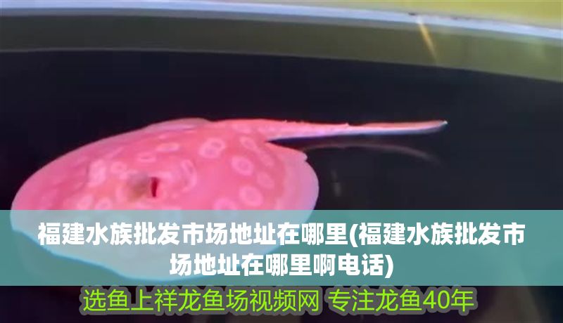 福建水族批發(fā)市場(chǎng)地址在哪里(福建水族批發(fā)市場(chǎng)地址在哪里啊電話(huà))