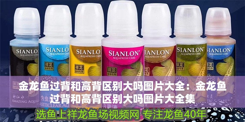 金龍魚過背和高背區(qū)別大嗎圖片大全：金龍魚過背和高背區(qū)別大嗎圖片大全集