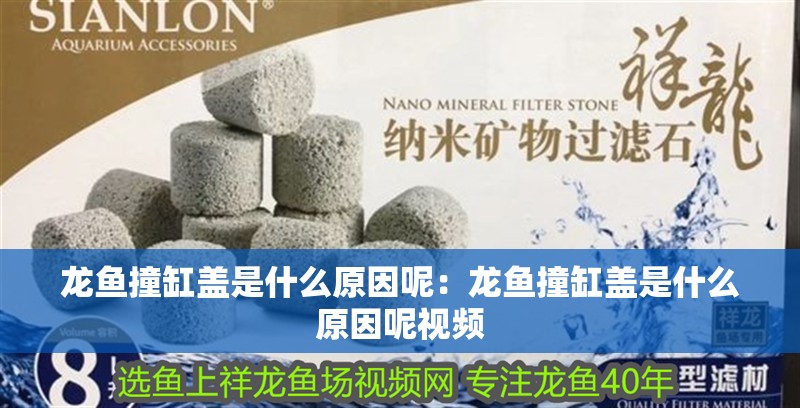 龍魚撞缸蓋是什么原因呢：龍魚撞缸蓋是什么原因呢視頻