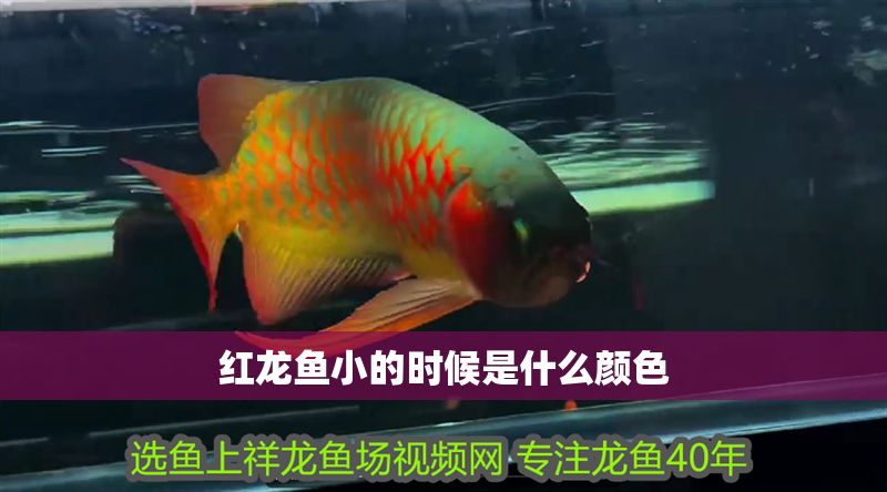 紅龍魚(yú)小的時(shí)候是什么顏色