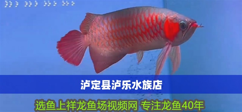 瀘定縣瀘樂水族店
