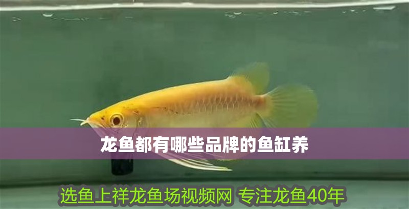 龍魚都有哪些品牌的魚缸養