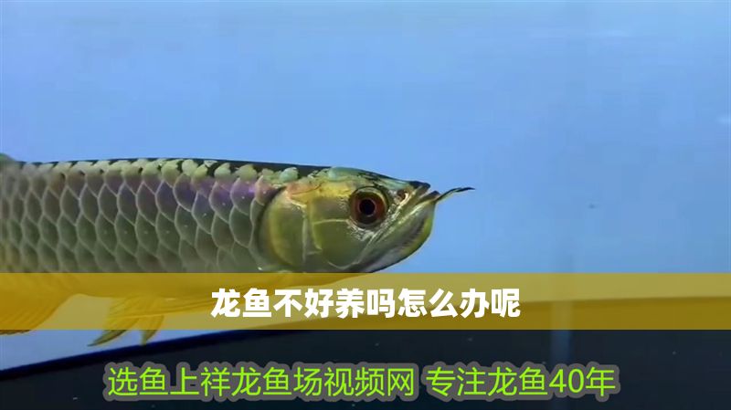 龍魚不好養嗎怎么辦呢