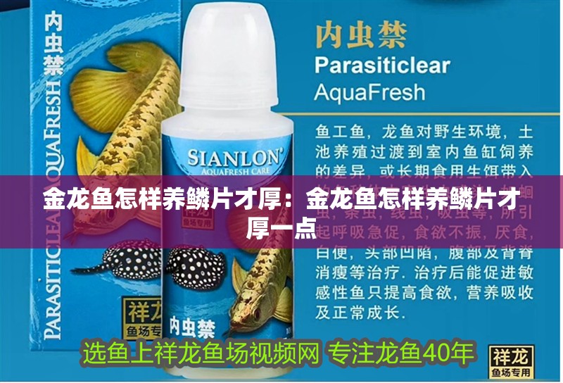 金龍魚怎樣養鱗片才厚：金龍魚怎樣養鱗片才厚一點