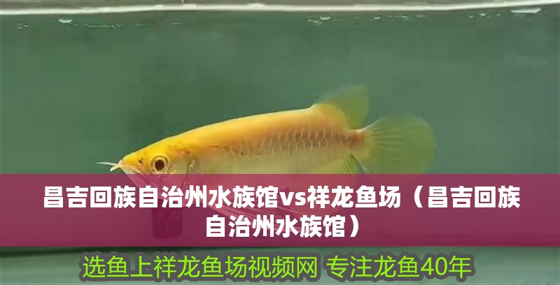 昌吉回族自治州水族館vs祥龍魚場（昌吉回族自治州水族館）