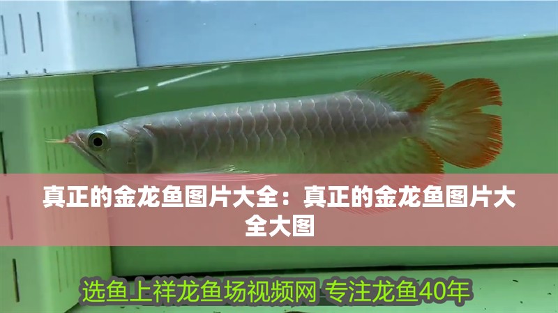 真正的金龍魚(yú)圖片大全：真正的金龍魚(yú)圖片大全大圖