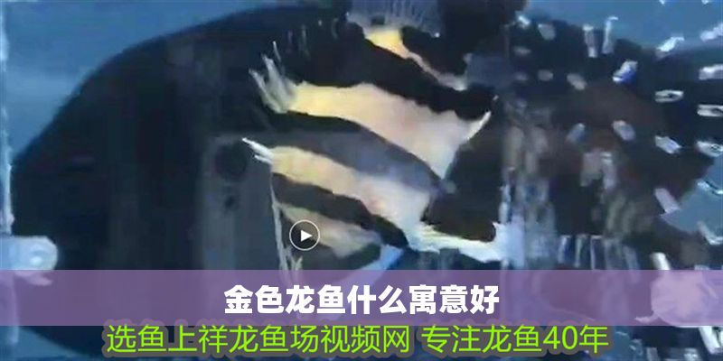 金色龍魚什么寓意好