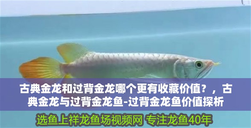 古典金龍和過背金龍哪個更有收藏價值？，古典金龍與過背金龍魚-過背金龍魚價值探析