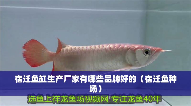 宿遷魚缸生產廠家有哪些品牌好的（宿遷魚種場）