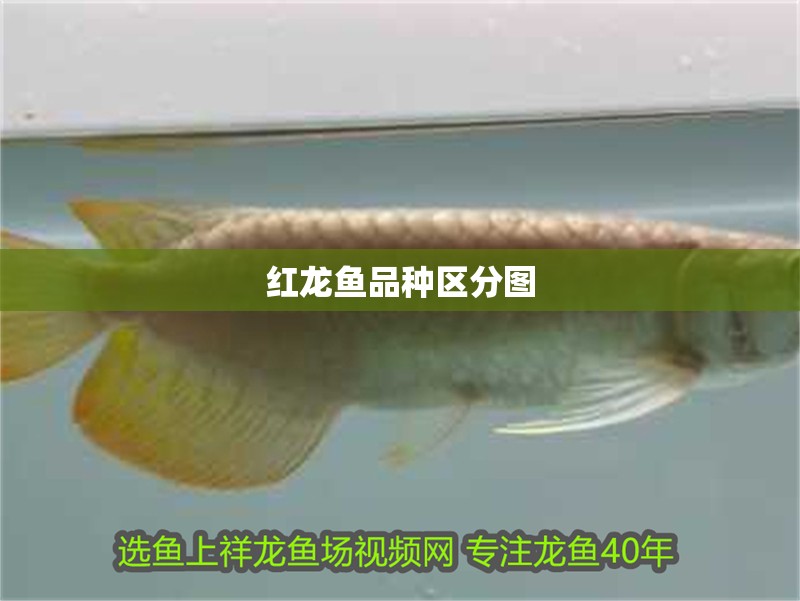 紅龍魚品種區分圖
