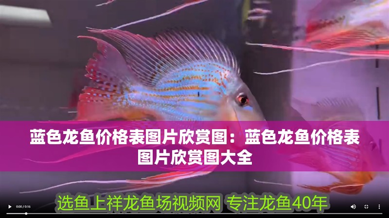 藍色龍魚價格表圖片欣賞圖:藍色龍魚價格表圖片欣賞圖大全 水族問答 藍色龍魚價格表圖片欣賞圖:藍色龍魚價格表圖片欣賞圖大全 藍色龍魚價格表圖片欣賞圖:藍色龍魚價格表圖片欣賞圖大全 水族問答