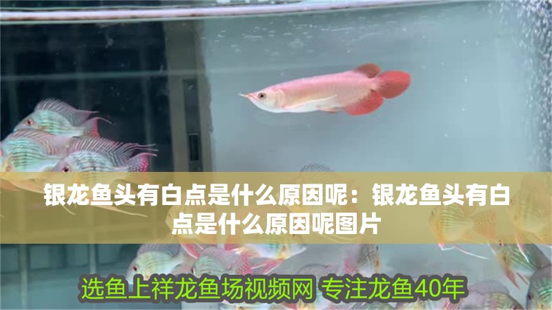 銀龍魚頭有白點是什么原因呢：銀龍魚頭有白點是什么原因呢圖片 銀龍魚頭有白點是什么原因呢：銀龍魚頭有白點是什么原因呢圖片 水族問答