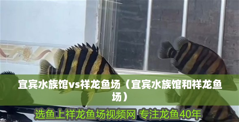 宜賓水族館vs祥龍魚場（宜賓水族館和祥龍魚場）