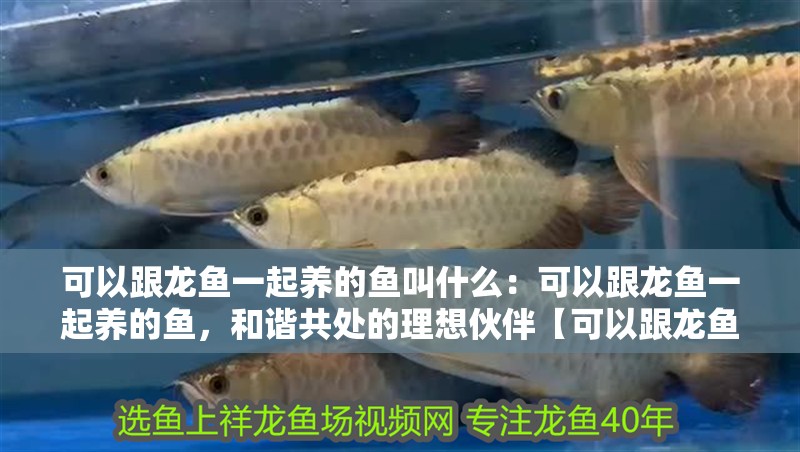 可以跟龍魚一起養的魚叫什么：可以跟龍魚一起養的魚，和諧共處的理想伙伴【可以跟龍魚一起養的魚叫什么】