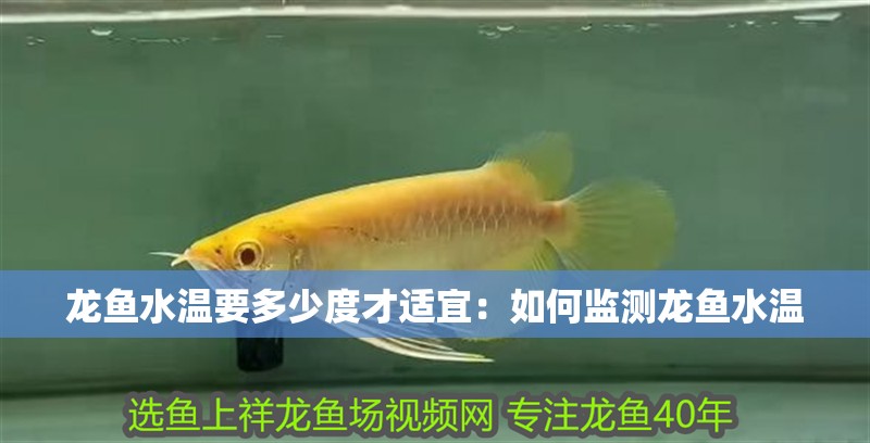 龍魚水溫要多少度才適宜：如何監測龍魚水溫