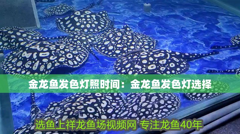 金龍魚發(fā)色燈照時間：金龍魚發(fā)色燈選擇
