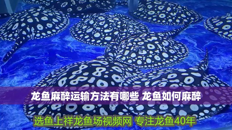 龍魚麻醉運輸方法有哪些 龍魚如何麻醉