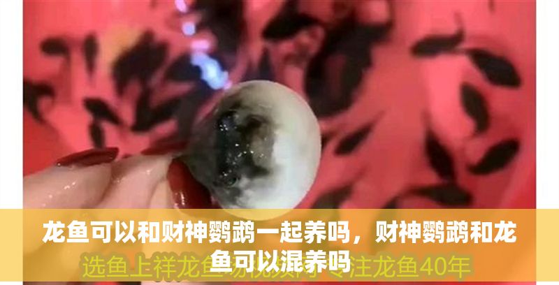 龍魚可以和財神鸚鵡一起養嗎，財神鸚鵡和龍魚可以混養嗎