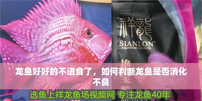 龍魚(yú)好好的不進(jìn)食了，如何判斷龍魚(yú)是否消化不良