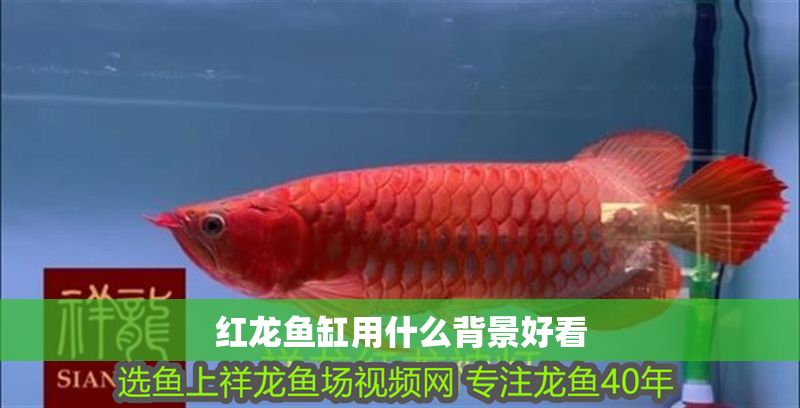 紅龍魚缸用什么背景好看
