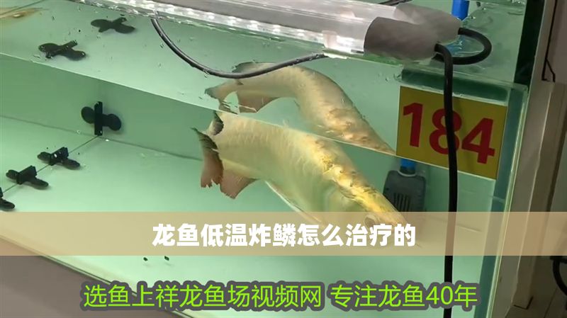 龍魚低溫炸鱗怎么治療的