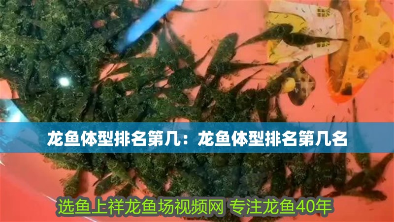 龍魚體型排名第幾：龍魚體型排名第幾名
