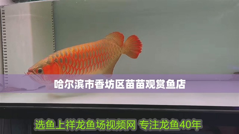 哈爾濱市香坊區(qū)苗苗觀賞魚店