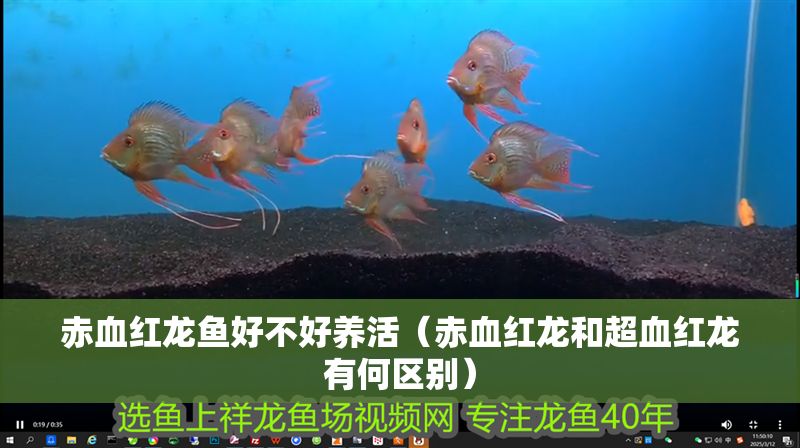 赤血紅龍魚好不好養活（赤血紅龍和超血紅龍有何區別）