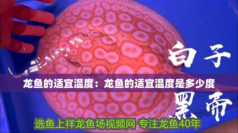 龍魚的適宜溫度：龍魚的適宜溫度是多少度