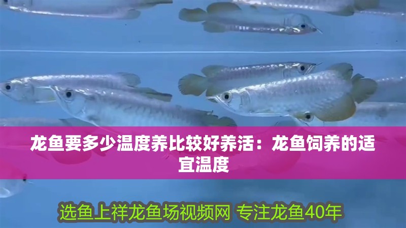 龍魚要多少溫度養比較好養活：龍魚飼養的適宜溫度