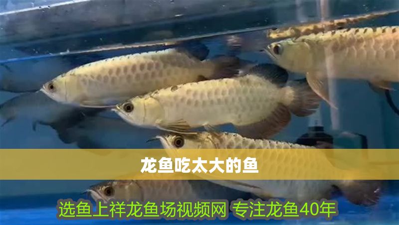 龍魚(yú)吃太大的魚(yú) 龍魚(yú)百科 第2張 龍魚(yú)吃太大的魚(yú) 龍魚(yú)吃太大的魚(yú) 龍魚(yú)百科 第2張