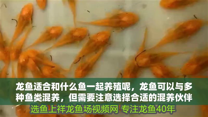 龍魚適合和什么魚一起養(yǎng)殖呢，龍魚可以與多種魚類混養(yǎng)，但需要注意選擇合適的混養(yǎng)伙伴