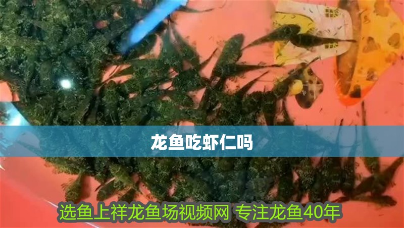 龍魚吃蝦仁嗎