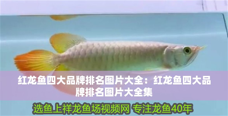 陽臺魚缸制作圖片欣賞視頻