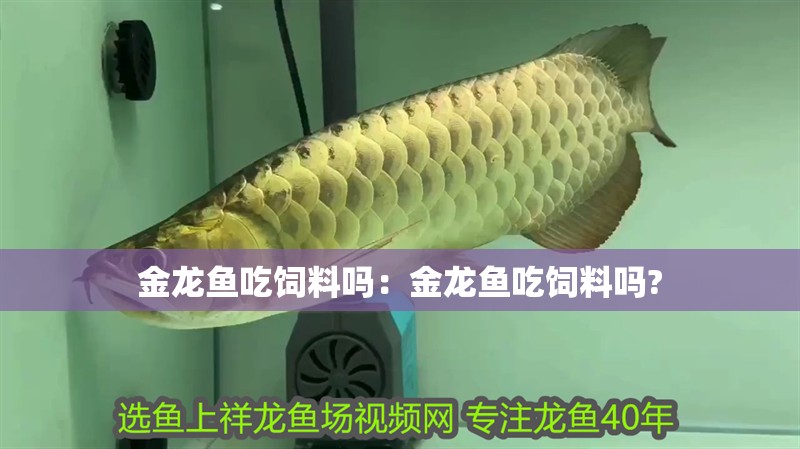 金龍魚吃飼料嗎：金龍魚吃飼料嗎? 金龍魚吃飼料嗎：金龍魚吃飼料嗎? 水族問答