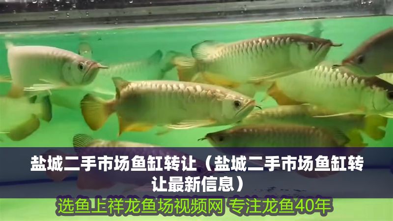 鹽城二手市場魚缸轉讓（鹽城二手市場魚缸轉讓最新信息） 鹽城二手市場魚缸轉讓（鹽城二手市場魚缸轉讓最新信息） 龍魚百科 第1張