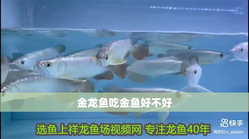 金龍魚吃金魚好不好
