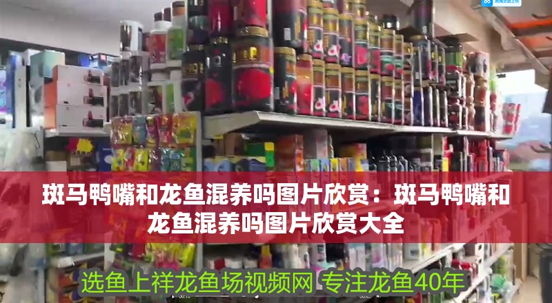 斑馬鴨嘴和龍魚(yú)混養(yǎng)嗎圖片欣賞：斑馬鴨嘴和龍魚(yú)混養(yǎng)嗎圖片欣賞大全