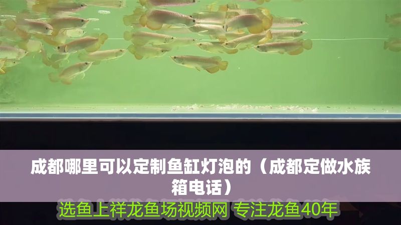 成都哪里可以定制魚(yú)缸燈泡的(成都定做水族箱電話) 龍魚(yú)百科 第1張 成都哪里可以定制魚(yú)缸燈泡的(成都定做水族箱電話) 成都哪里可以定制魚(yú)缸燈泡的(成都定做水族箱電話) 龍魚(yú)百科 第1張