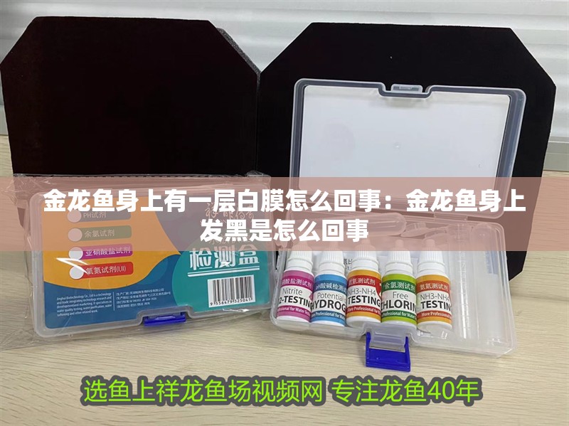 金龍魚身上有一層白膜怎么回事：金龍魚身上發(fā)黑是怎么回事