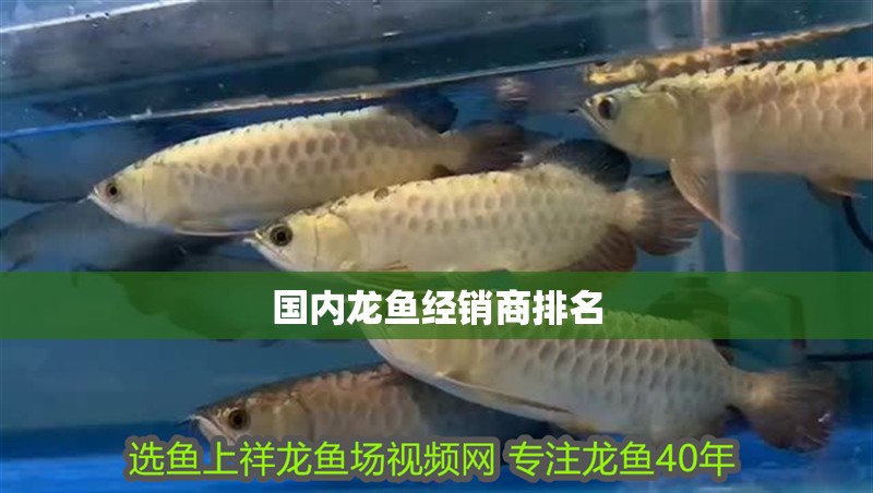 國內龍魚經銷商排名