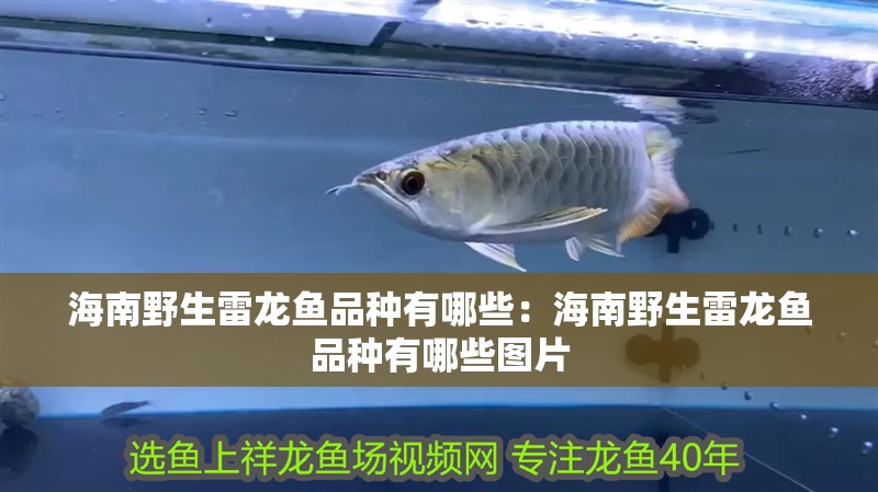 海南野生雷龍魚品種有哪些：海南野生雷龍魚品種有哪些圖片