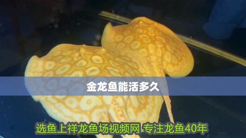金龍魚能活多久