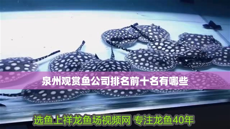 泉州觀賞魚公司排名前十名有哪些
