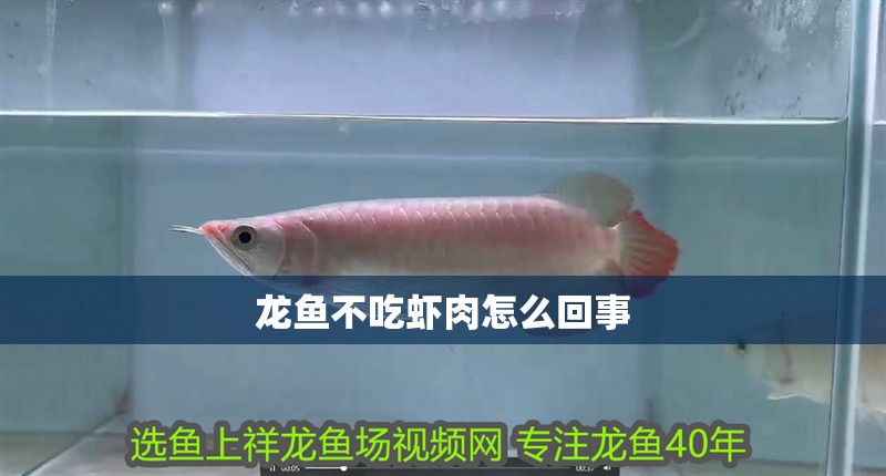 龍魚不吃蝦肉怎么回事