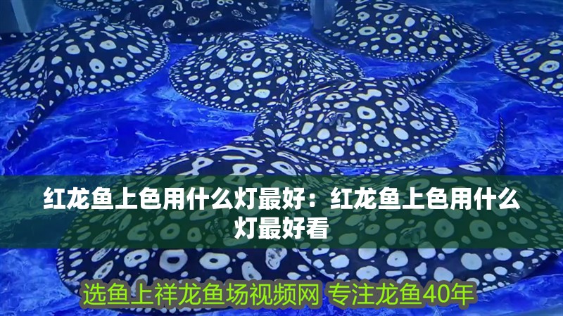 紅龍魚上色用什么燈最好:紅龍魚上色用什么燈最好看 水族問答 紅龍魚上色用什么燈最好:紅龍魚上色用什么燈最好看 紅龍魚上色用什么燈最好:紅龍魚上色用什么燈最好看 水族問答