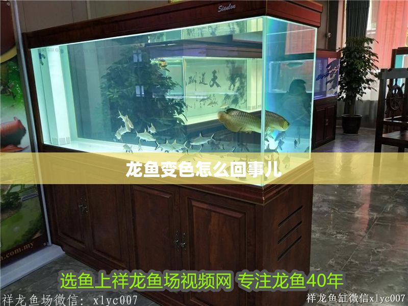 龍魚變色怎么回事兒