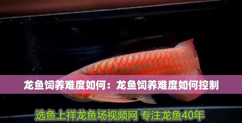 龍魚飼養(yǎng)難度如何：龍魚飼養(yǎng)難度如何控制